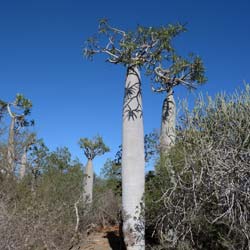Palmier de Madagascar